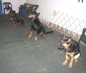 Competition Obedience class Winter 2011
