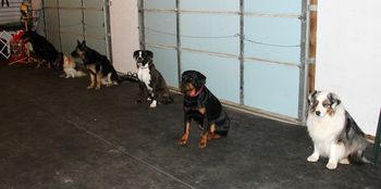 Competition Obedience class February 2012
