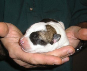 Sprout - female

