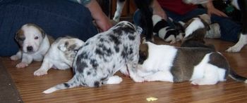 The flyball team came for a visit
