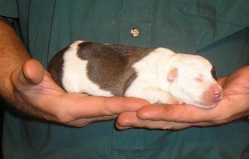 Sprout - female
