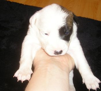 Sprout - female
