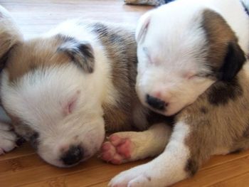 Totally precious. Ignite and Spring
