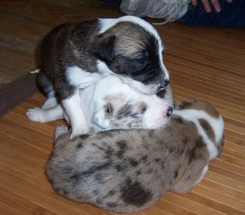 Puppy pile! Origin, Launch and Ignite
