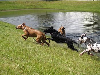Having fun in the lake
