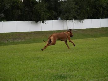 Lure Coursing practice
