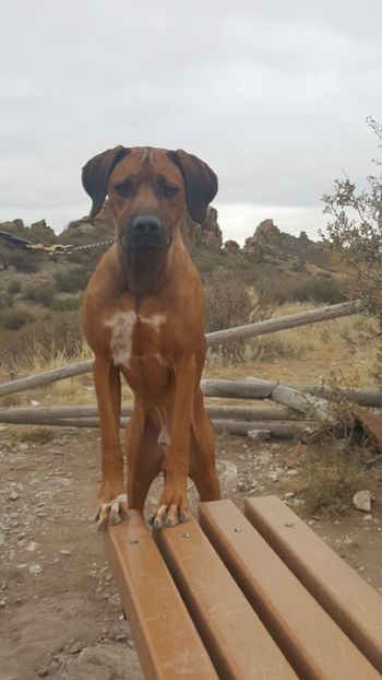 Daddy General in Colorado for the RRCUS National Dog Show!
