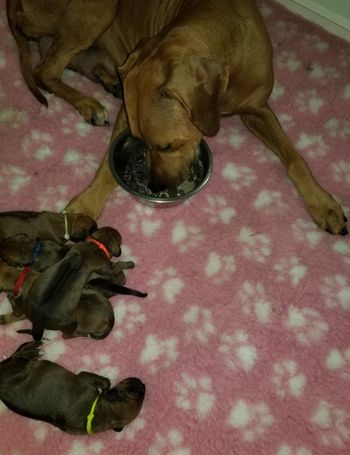 Dinner in bed, mom doesnt want to leave her little bugs
