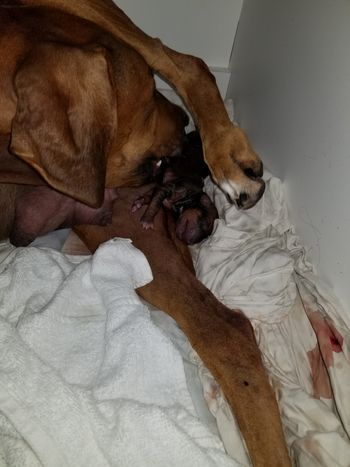 1st Green boy born
