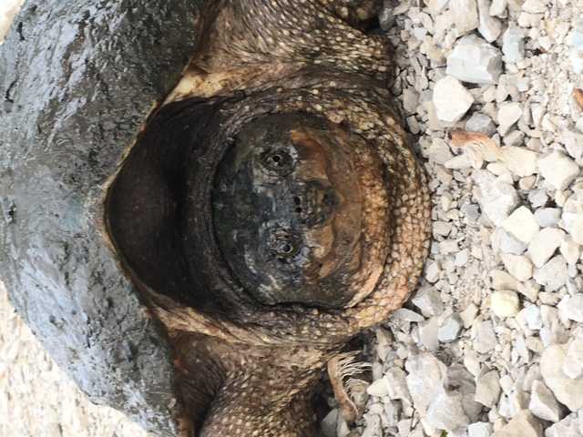 Snapping turtle judging humans for aggressive architecture against wildlife.