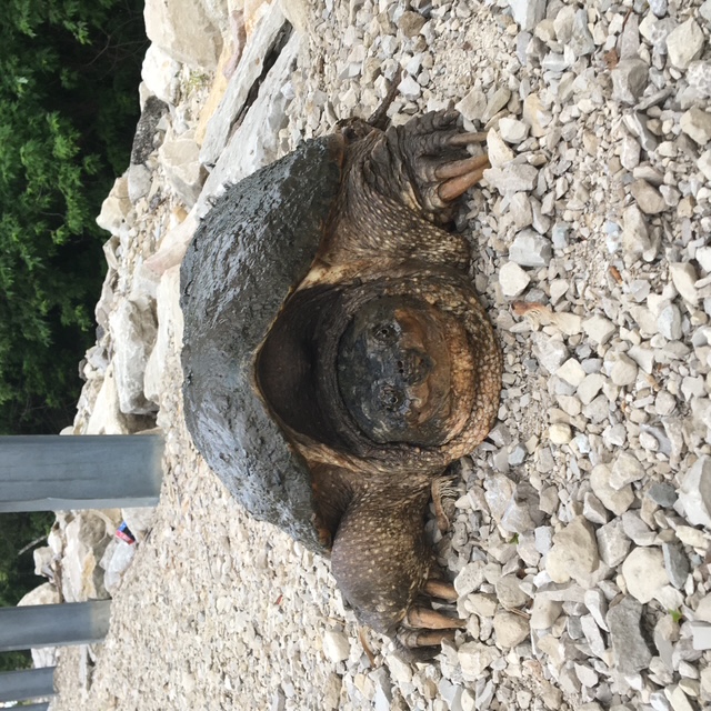 Snapping turtle. Still judging.