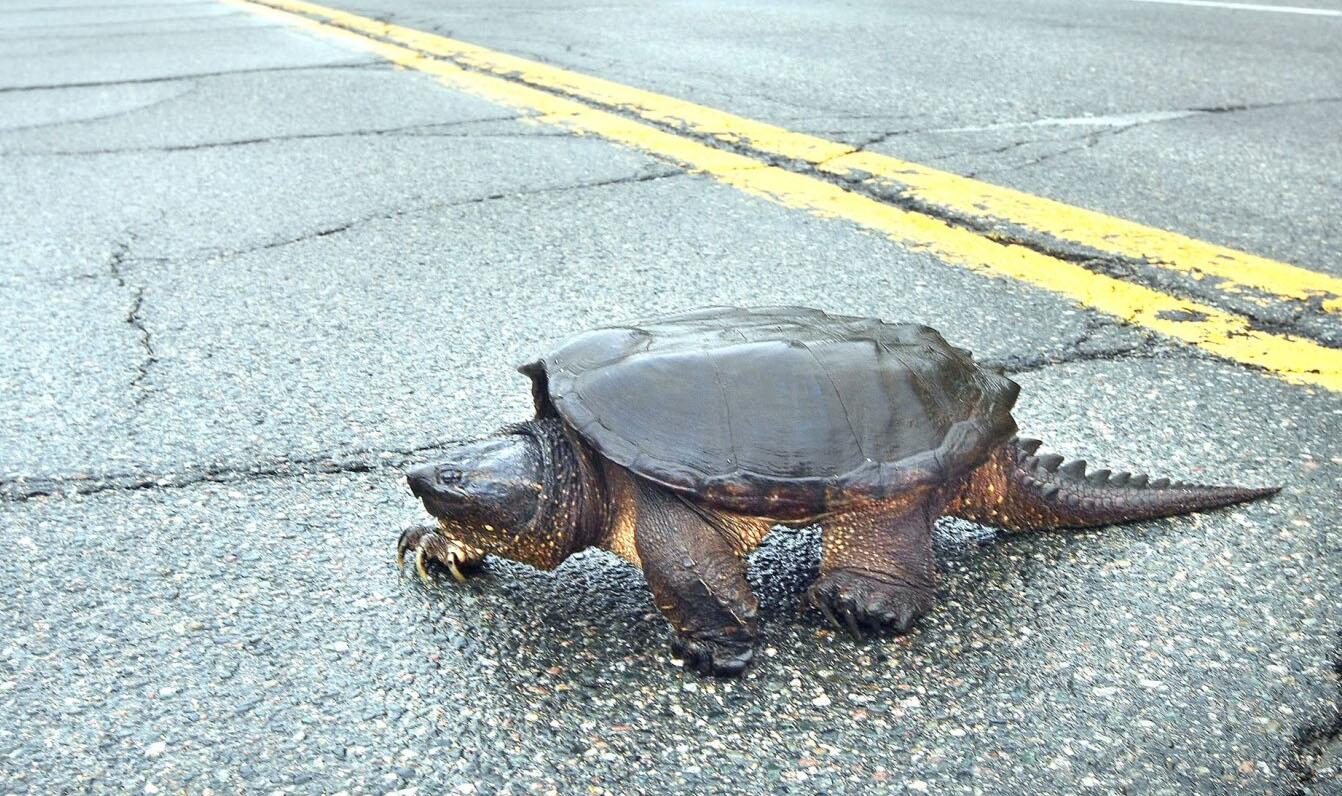 Snapping Turtle crossing dangerous stretch highway.
