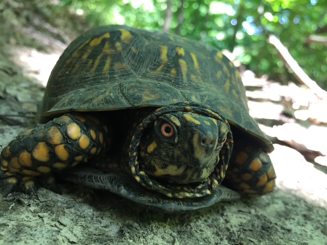 Box Turtle close-up.