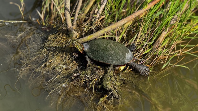 Red-Eared Slider with moss covered shell.