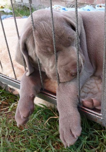 One very tired puppy !
