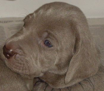 Dark Blue boy head shot...

