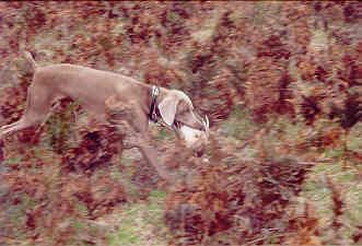 Stan retrieving a pheasant...
