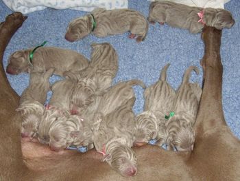 Final count....11 !!
