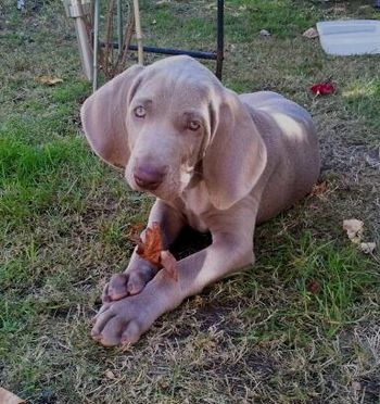 Hudson before leaving for his new home...
