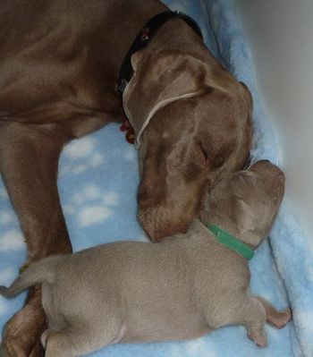 Snoozing with Mum...

