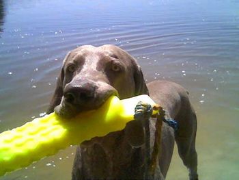 Zac being a 'dummy' with his dummy :-)

