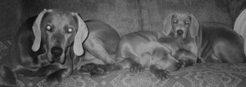 Zac relaxing with 2 of his puppies...
