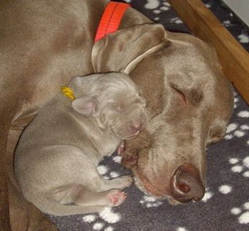 Cuddles with Mum...
