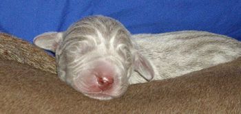 Seriously cute @ a few hours old
