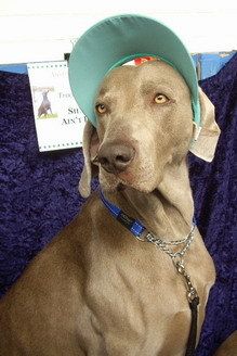 Above: 'Mister Cool' wearing his sunvisor....
