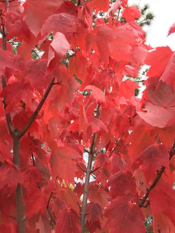 Small glimpse of the fall beauty we're seeing along our travels...
