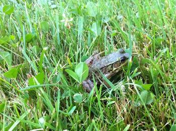We found this little guy at our songwriting studio!
