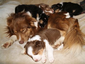 Paws on dad
