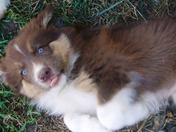 Baby Copper
