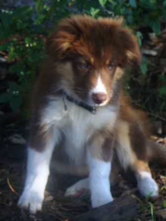 Baby Copper
