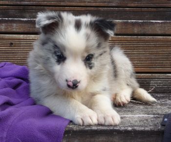 I do think I am the cutest puppy
