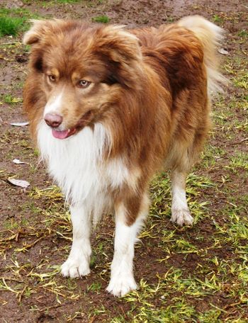 Copper
