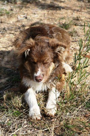 Copper loves dirt..!
