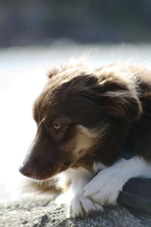 Copper ♡
