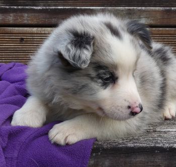 tired little princess
