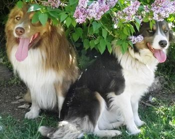 "Copper" and "Cleo" Best friends.
