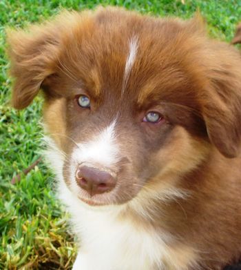 Gorgeous baby Copper
