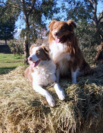 Copper and Cinnie
