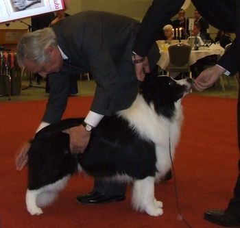 Show Dog of The Year 2010 final
