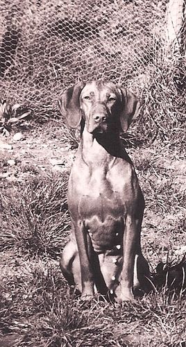 Sh.Ch.Chinook of Huntly,"Rudi" first ever Irish Sh.Ch.Vizsla Bitch
