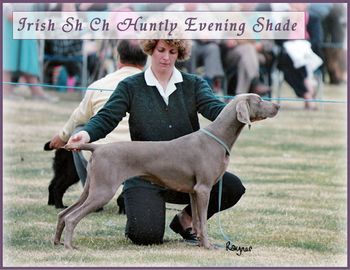 Sh.Ch.Huntly Evening Shade
