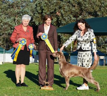 Morag's BIS winner @ ACT Weimaraner Club Championship Show 2012 , Canberra
