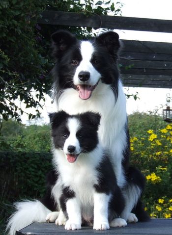 Shane & Son Angus "Tonkory Take Over Borderbeck"
