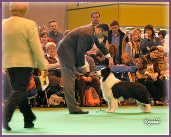 BOB, Crufts 2009

