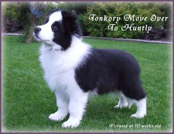 10 weeks
