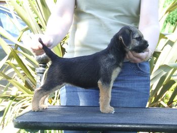 9wks old
